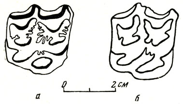Рис. 10. Жевательная поверхность верхнего правого коренного зуба а - гиппариона (Hipparion elegans Grromova) из Павлодара (В. И. Громова, 1954) и б - лошади (Equus stenonis) (В. И. Громова, 1952)