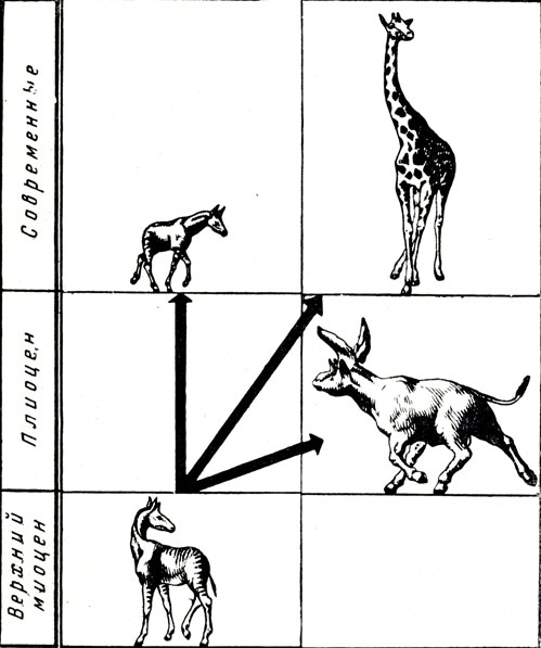 Pис. 11. Схема эволюции жираф (по Э. Кольберту) Верхний миоцен - нижний плиоцен, палеотрагус (Palaeotragus).. Плиоцен, сиватерии (Sivatherium). Современные окапи (Okapia) и камелопардалис (Camelopardalis)