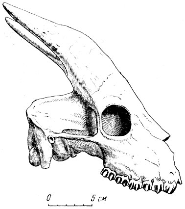 Рис. 14. Часть черепа трагоцероса (Tragoceros amalteus Gaudry), антилопы фауны гиппариона?из южноевропейских местонахождений