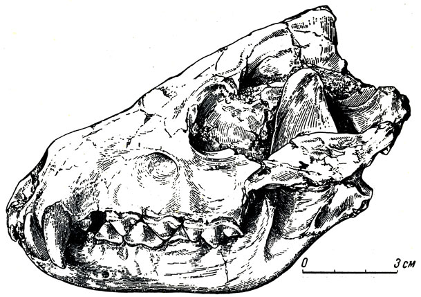 Рис. 17. Инкитерий (Ictitherium hipparionum Gervais). Деформированный неполный череп. Павлодар (Ю. А. Орлов, 1936)