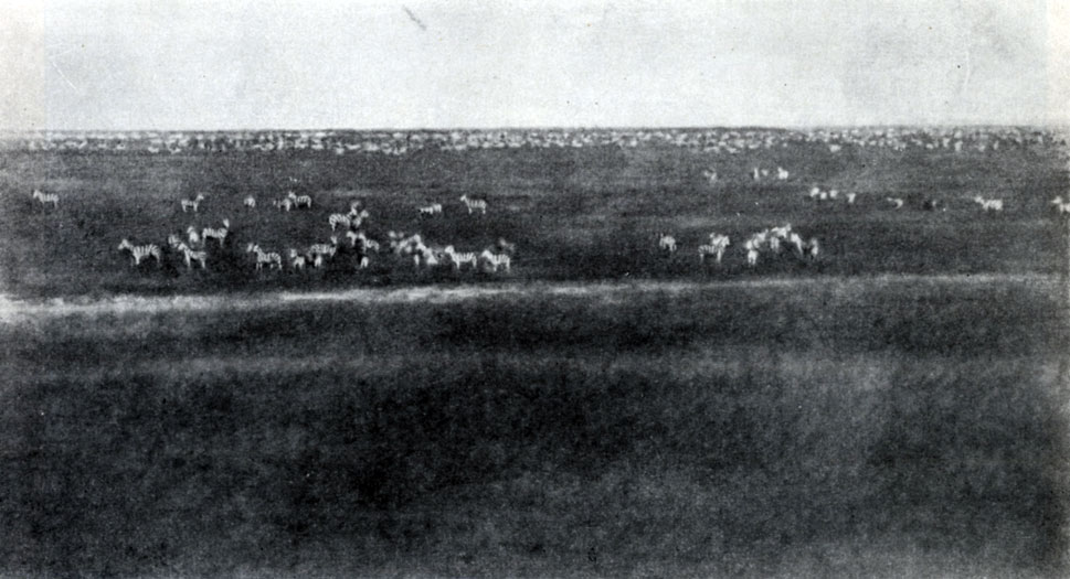 Рис. 23. Зебры (Equus burchelli Gray). Африка (М. Johnson, 1936)