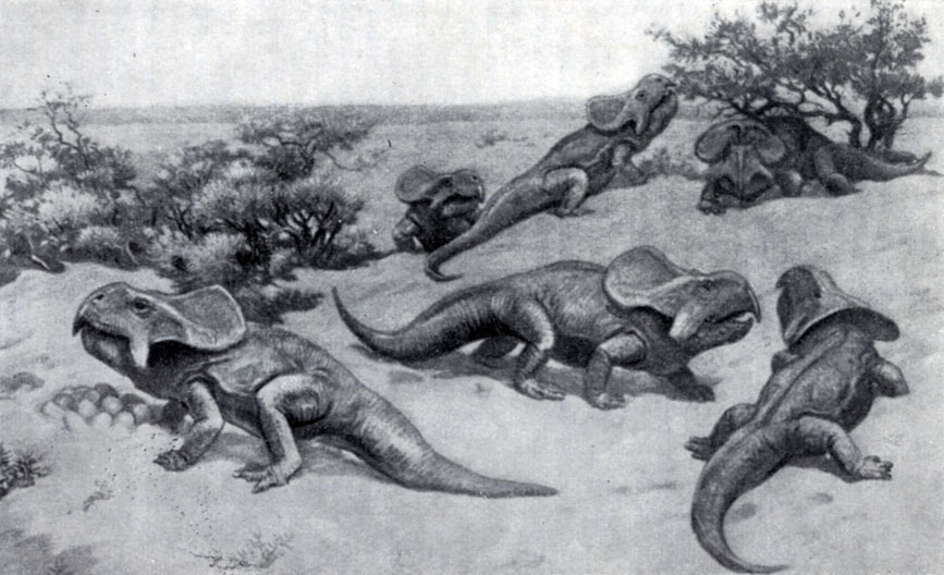 . 33.  (Protoceratops andreWsi Brown et Schlajkier).    (.  ). - , 