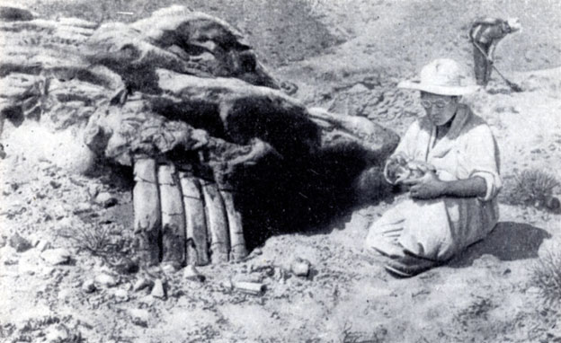 . 42.     (Saurolophus angustirostris Rozhdestvensky). - ( . . , 1948)