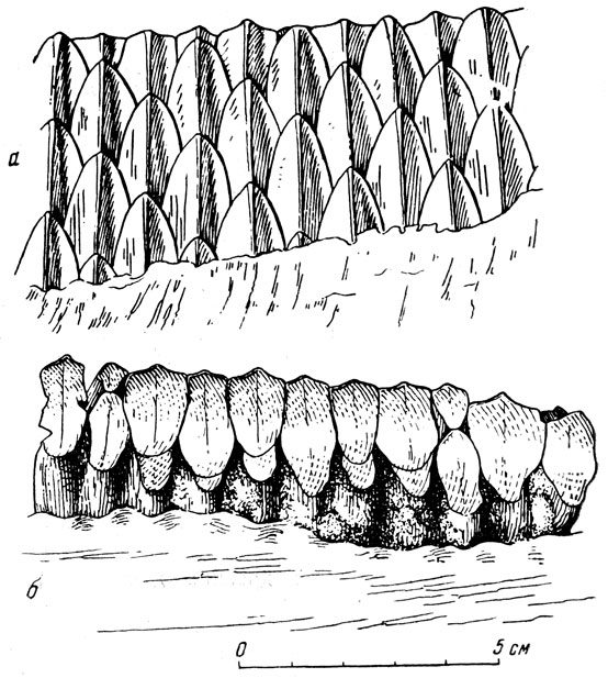 . 44.  (Saurolophus angustirostris Rozhdestvensky)      ()   ,    ().  , ,  , 
