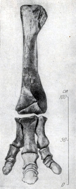 . 45.  (Saurolophus angustirtosris  Rozhdestvensky).       .  , ,  , 
