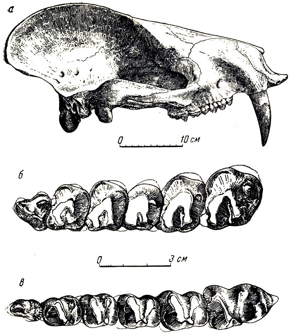 . 53.  (Mongolotherium plantigradum Flerov)  - ;  -     -      .  -,  (. . , 1954)