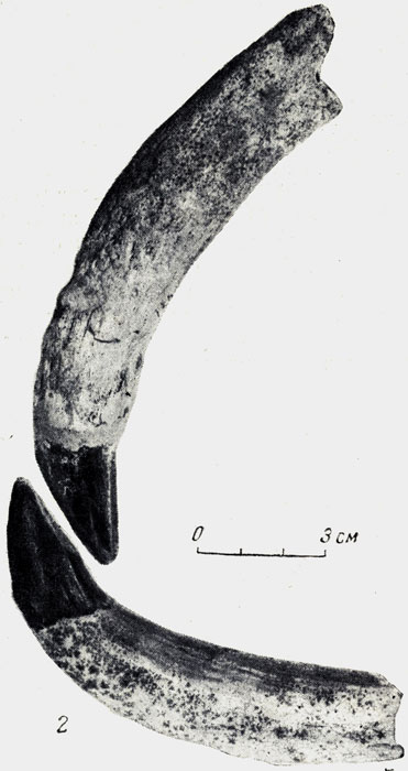 . 57.  (Cadurcodon ardynensis Osborn),  1  2 -     . .   -, . (. . , 1954)