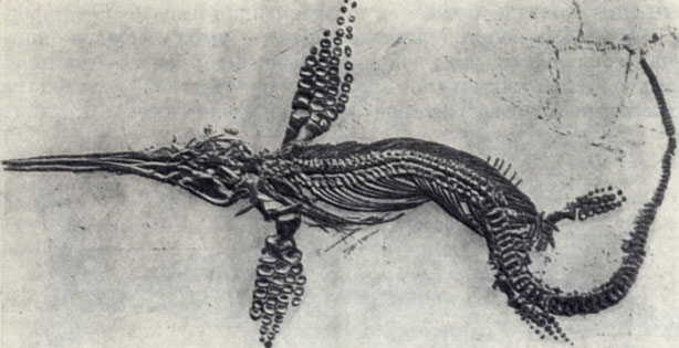 Рис. 63. Стеноптеригиус (Stenopterygius quadriscissus Queiistedt). Вид со спинной стороны. Нишняя юра Англии. Британский естественно-исторический музей в Лондоне