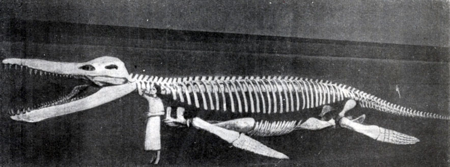 Рис. 69. Кронозавр (Kronosaurus), гигантский плиозавр из юрских отложений Квинсленда (Австралия). Музей зоологии и сравнительной анатомии им. Агассица в Харварде, Массачузетс, США