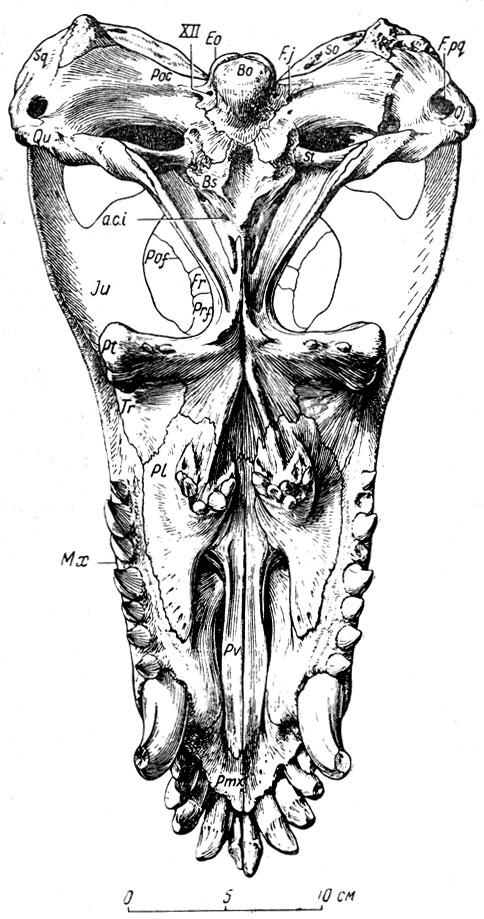 . 76.  (Titanophoneus potens Efremov) ,  .  ,  