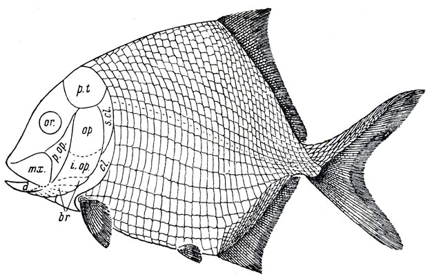 Рис. 85. Платисомус (Platysomus striatus Agassiz) (Traquair, 1879)