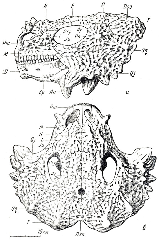 Рис. 90. Скутозавр (Scutosaurus karpinskii Hartvann-Weinberg). а - череп сбоку, б - сверзу (А. П. Быстров, 1957)