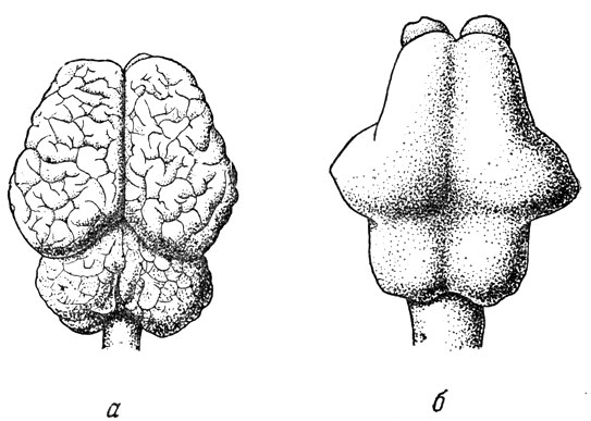 Рис. 103. Головной мозг индийского слона (Elephas iridicus) (а) и его отлив (б) (Т. Edinger, 1929)