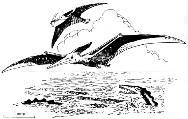 . 51.  (Pteranodon),      ;               