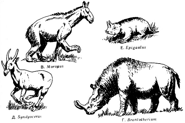 Многобугорчатые млекопитающие были плацентарными, а не сумчатыми