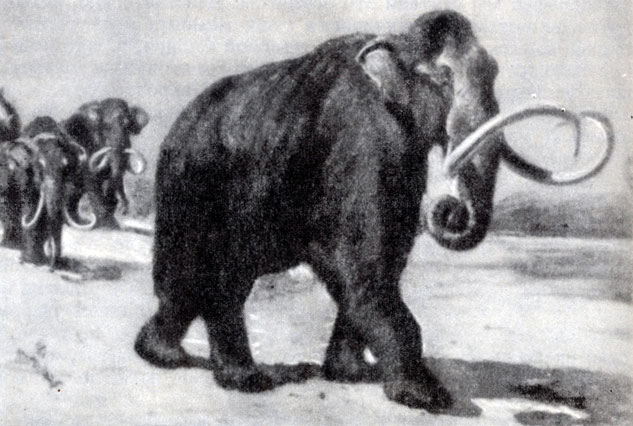  58.   (Mammuthus columbi),             . 