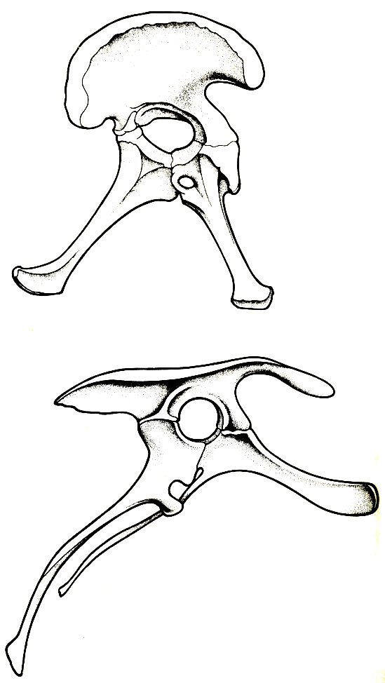 Кости таза, показанные здесь сбоку, служат ученым удобным признаком для различения двух отрядов динозавров - ящеротазовых и птицетазовых. У ящеротазовых (вверху) желуде помещался перед правой обращенной вниз костью, которая называется лобковой. У птицетазовых (внизу) кости таза расположены удобнее. Лобковая кость имеет длинный тонкий отросток, обращенный к хвосту, а направленная вперед ее часть (справа) почти горизонтальна (у динозавров она образовывала дугу, но на рисунке вторая половина дуги не показана). Изменившаяся лобковая кость оставляла больше места для желудка, а растительноядным птицетазовым динозаврам объемистый желудок был очень полезен, так как количество поедаемой ими пищи намного превосходило то, которого было достаточно хищнику для получения такой же энергии. Впрочем, среди ящеротазовых динозавров были не только хищники, но и вегетарианцы, которые, по-видимому, не испытывали особых неудобств из-за менее совершенных костей таза