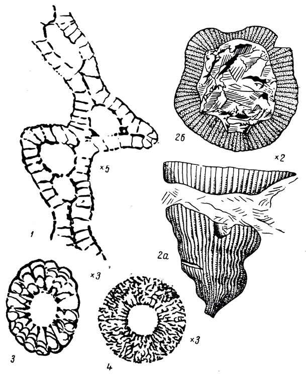     I: 1. Polycyathus obrutschevi Vlgd. (. ). 2. Archaeocyathus minussinensis Vlgd. (. ). 3. Loculocyathus tolli Vlgd. (.  . ). 4. Spirocyathus yavorskii Volgd. (. ). . 1, 2, 3  4   