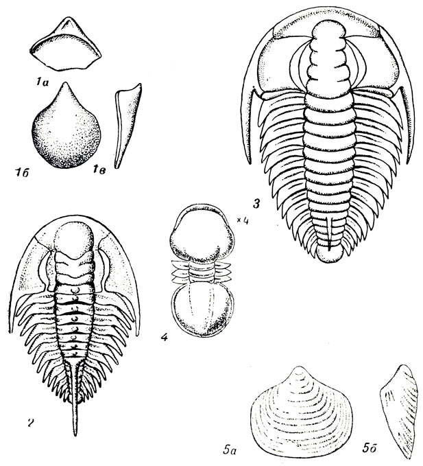   II: 1. Mickwitzia monilifera Lnrs. (. ). 2. Olenellus (Schmidtiellus) mickwitzi Shm. (. ). 3. Redlichia chinensis Wale. (. ). 4. Pagetiellus lenaicus Toll ( .). 5. Kutorgina lenaica Lerm. ( .)