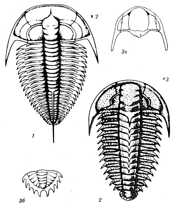  III: 1. Lermontouia dzevanovskii Lerm. ( .). 2. Parapoliella obrutschevi Lerm. ( .). 3. Dorypyge (Kooteniella) slatkowskii Schm. ( .)