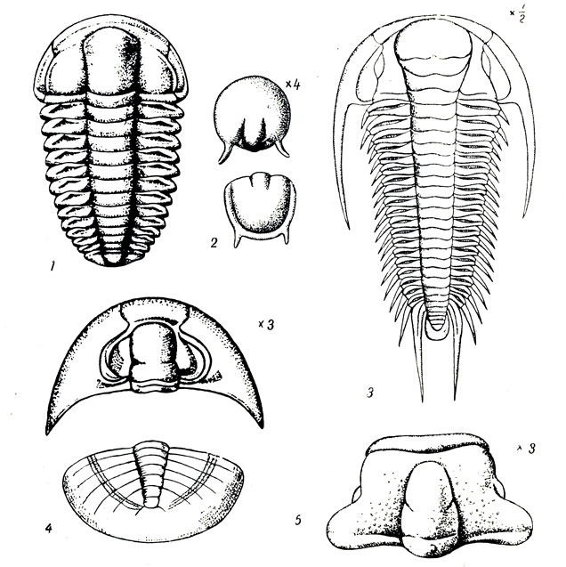  	IV: 1. Ellipsocephalus hoffi Shlth. (. ). 2. Agnostus (Lejopyge) armatus Lnrs. ( .). 3. Paradoxides bohemicus rr. (. ). 4. Anomocare (Anomocarina) siberica Holm et West. (. ). 5. Solenopleura lenaica Lerm. (. )