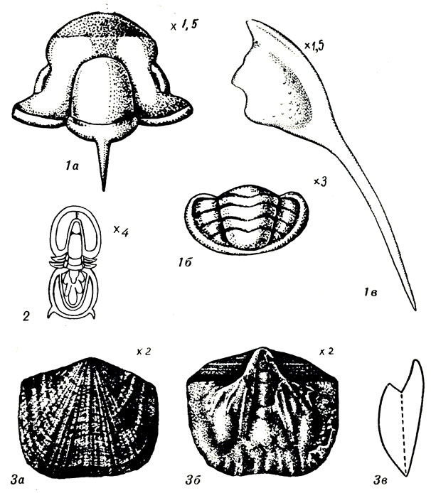   V: 1. Paracrocephalites robustus Lerm. (. ). 2. Agnostus pisiformis L. (. ). 3. Billingsella fluctuosa Nikit. (. ); 3 -   
