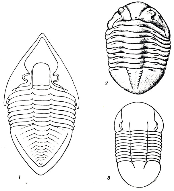  IX: 1. Megalaspis limbata Sars et Boeck (). 2. Asaphus expansus Dalm, (). 3. Illaenus esmarckii Schloth. ()