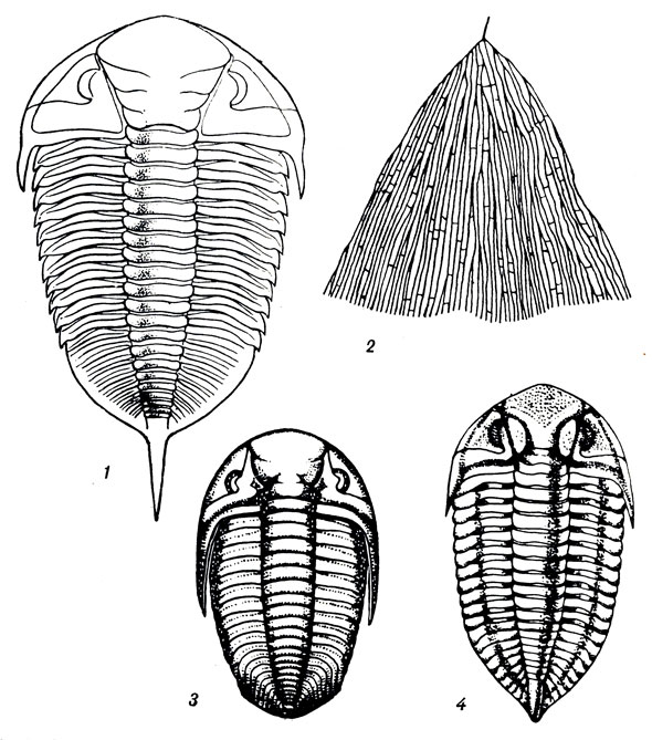  X: 1. Dalmanitina socialis rr. (). 2. Dictyonema flabelliforme Eichw. (). 3. Chasmops odini Eichw. (cp. ). 4. Evenkaspis sibirica Schra. ( .)