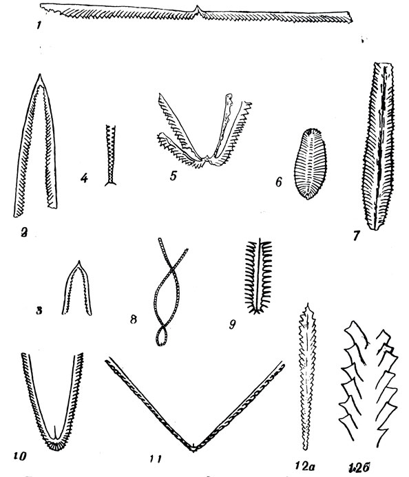 	XI: 1. Expansograptus hirundo Salt. (). 2. Didymograptus murchisoni k (. ). 3. D. bifidus Hall (. ). 4. Climacograptus supernus Ell. et W. (). 5. Tetragraptus serra rngn. (). 6. Phyllograptus densus Tornq. (. ). 7. Ph. elongatus ulm. (). 8. Dicellograptus caduceus Lapw. (). 9. Glossograptus hincksi Hopk. (.  - . ). 10. Isograptus glbberulus Nih. (. ). 11. Dicellograptus complanatus Lapw. (). 12. Rectograptus truneatus Lapw. ()