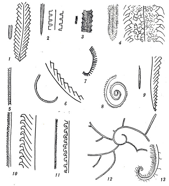	XII: 1. Petalograptus palmeus Barr. (). 2. Climacograptus rectangularis M' Coy (). 3. Retiolites angustidens Ell. et W. (. ). 4. Plegmatograptusobesus Lapw. (. ). 5. Monoclimacis alaica Obut (. ). 6. Pristiograptus bohemicus rr. (. ). 7. Rastrites longispinus Perner (). 8. Oktavites spiralis Gein. (. ). 9. Colonograptus colonus rr. (. ). 10. Monograptus priodon Bronn (). 11. M. lobiferus M'Coy (). 12. Cyrtograptus murchisoni rr. (). 13. Monograptus testis rr. (. ).   ,      ,     