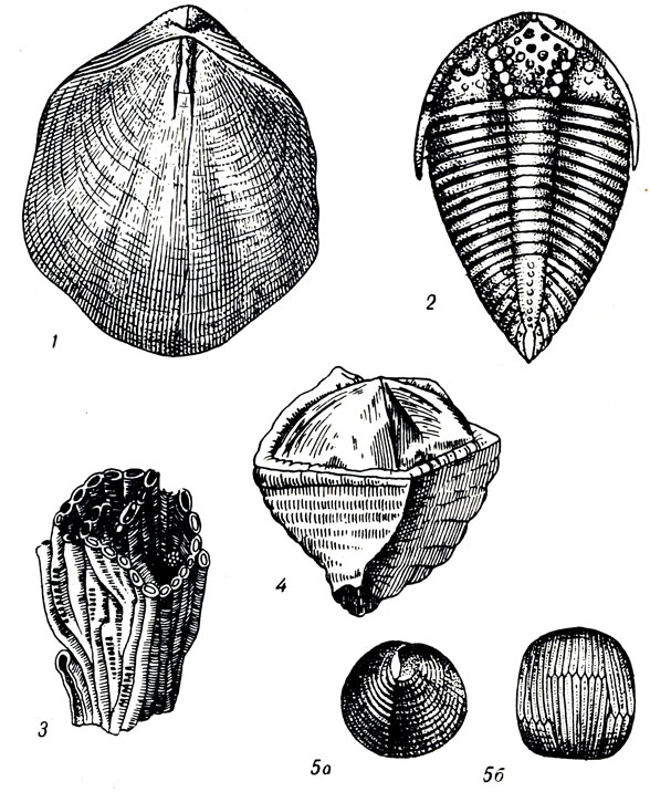	XIV: 1. Pentamerus oblongus Sow. (). 2. Encrinurus punctatus Wahl. (). 3. Halysites catenularia L. (). 4. Goniophyllum pyramidale His. (). 5. Rhynchonella (Sphaerirhynchia) wilsoni Sow. ()
