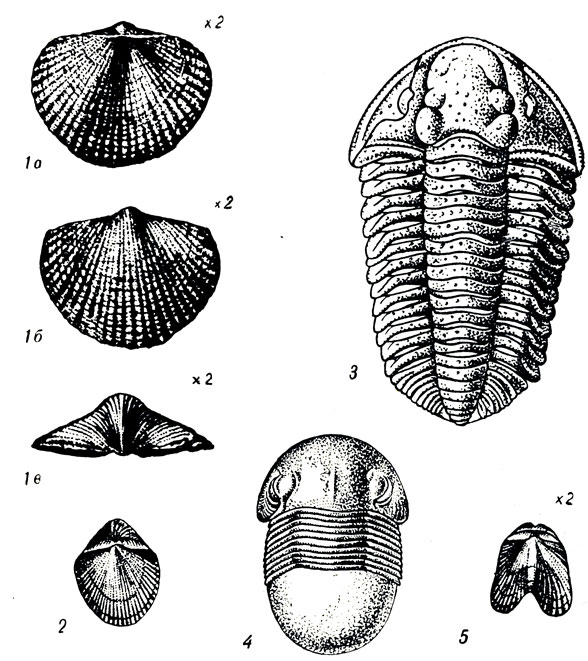 	XV: 1. Tuvaella rackovskii Thern. (). 2. Orthis (Dalmanella) clegantula Dalm. (. ). 3. Calymene blumenbachii Brongn. (). 4. Bumastus barriensis Murh. (). 5. Dicoelosia biloba L. (.  - )