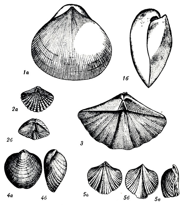   	XVI: 1. Pentamerus (Brooksina) striatus Eichw. (). 2. Spirifer (Delthyrls) elevatus Dalm. (). 3. Spirifer (Eospirifer) radiatus Sow. (). 4. Atrypa reticularis L. (  ). 5. Atrypa (Plectatrypa) marginalis Dalm. (. ,  - . )
