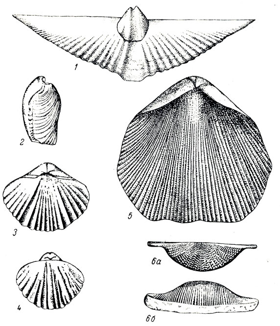     XVII: 1. Spirifer (Euryspirifer) paradoxus Schlth. ( .). 2. Karpinskia conjugula Tshern. (. ). 3. Pentamerus (Sieberella) sieberi uh (. ). 4. Pentamerus (Gypidula) ivdelensis Khod. ( .). 5. Pentamerus (Conchidiella) baschkiricus Vern. ( .). 6. Stropheodonta (Cymostrophia) stephani rr. (. )