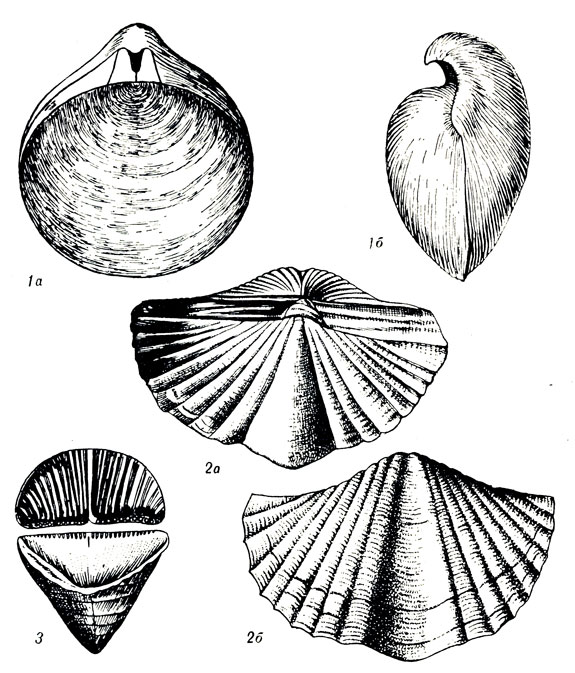   XVIII: 1. Stringocephalus burtini Defr. ( .). 2. Spirifer (Euryspirifer) cheehiel Kon. (. ). 3. Calceola sandalina Lam. (. )