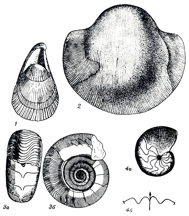     XIX: 1. Uncites gryphus Shlth. ( .). 2. Stropheodonta uralensis Vern. ( .). 3. Anarcestes lateseptatus r. ( .). 4. Tomoceras simplex uh ( .)