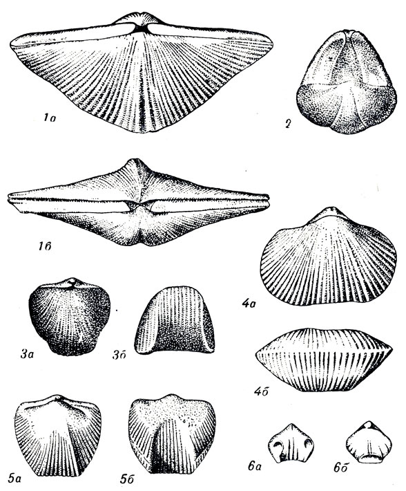   XXI: 1. Spirifer (Cyrtospirifer) sulcifer Hall et l. ( .). 2. Spirifer (Cyrtospirifer) archiaci Murh. ( .). 3. Rhynchonella (Hypothyridina) cuboides Sow. ( .). 4. Rh. (Liorhynchus) baschkirica Tshern. ( .). 5. Rh. (Hypothyridina) calva Mark. ( .). 6. Rh. (Septalaria) semilaevis Rm. ( .)