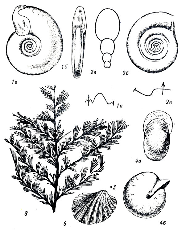   XXIII: 1. Gephyroceras uchtense Keys. ( .). 2. Clymenia (Laevigites) laevigata Miinst. ( .). 3. Archaeopteris fimbriata Nath, (. ). 4. Prolobites delphinus Sanab. ( .). 5. Buchiola retrostriata Buch ( .)