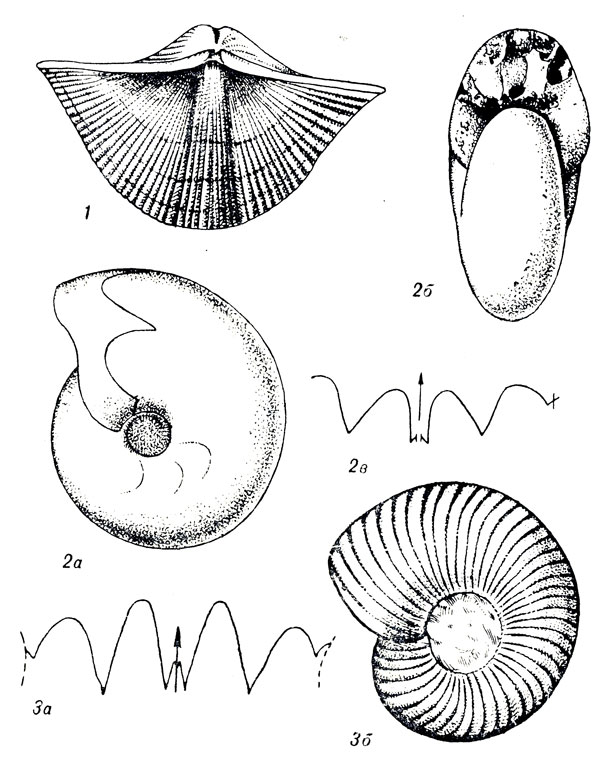   XXV: 1. Spirifer tornacensis or. ( .). 2. Muensteroceras kazakhstanicum Libr. (   .). 3. Pericyclus nikitini Libr. (   .)