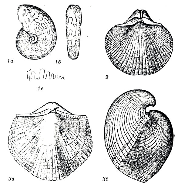  XXVIII: 1. Pronorites (Stenopronorites) uralensis Karpinsky ( .). 2. Spirifer (Choristites) supramosquensis Nik. ( .). 3. Spirifer (Choristites) mosquensis Fish. (. )