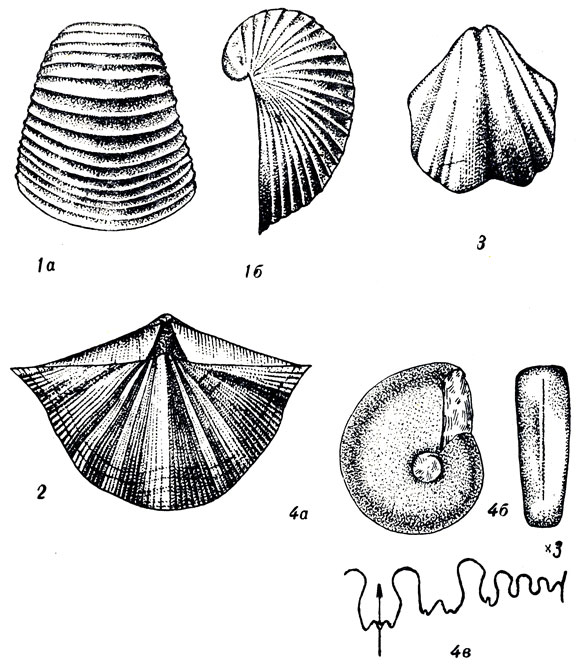      XXXI: 1. Productus (Echinoconchus) fasciatus ut. (.   . ). 2. Spirifer (Neospirifer) fasciger Keys. (. ). 3. Spirifer (Spiriferella) saranae Vern. ( .). 4. Neopronorites permicus Tschernow ( .)