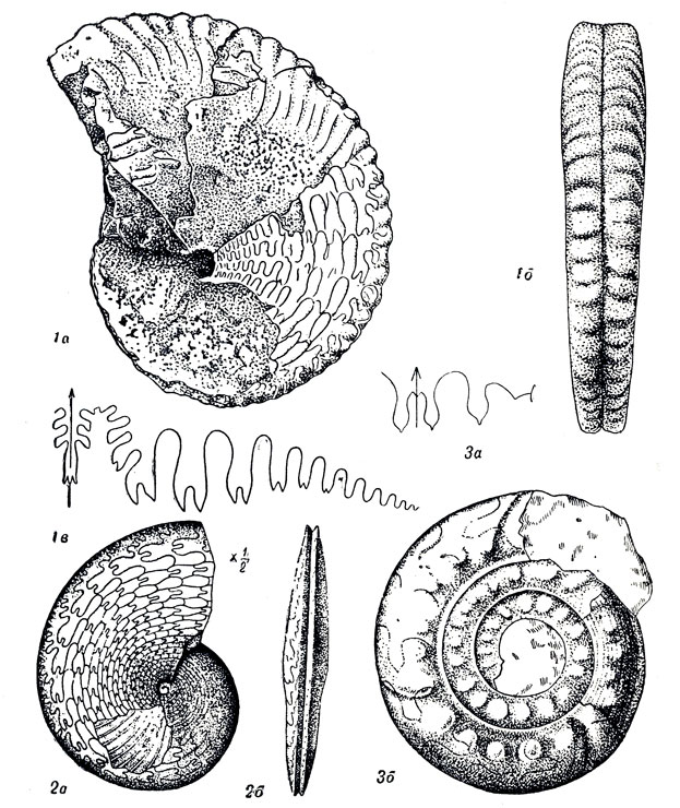   XXXII: 1. Artinskia artiensis Gruenew. ( .). 2. Medlicottia orbignyana Vern. ( .). 3. Paragastrioceras jossae Vrn. ( .)