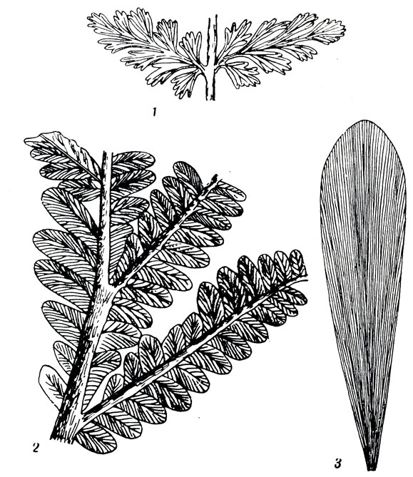  XXXVI: 1. Psygmophyllum (Angaridium) potaninii Shmalh. (.   ). 2. Callipteris conferta Sternb. (). 3. Noeggerathiopsis aequalis Goepp. (.   )