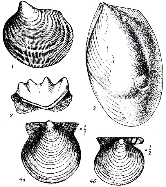  XXXVII: 1. Pseudomonotis (Claraia) clarai Emmr. ( .). 2. ratodus kaupi Ag. ( .). S. Mytilus (Myalina?) daloilamae Vern. ( .). 4. seudomonothis (Eumorphotis) ivanovi ittn. ( .)