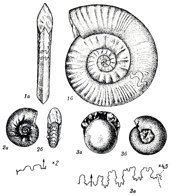    	XL: 1. Doricranites bogdoanus Buch ( .). 2. Olenekites spiniplicatus Mjs. ( .). 3. Ptychites kolymaensis ipr. ( .)