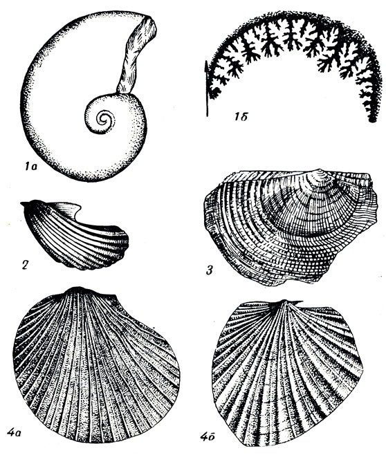   XLIII: 1. Pinacoceras regiforme Dien. ( .). 2. Pteria (Rhaetavicula) contorta Portl. (). 3. Halobia neumayri illn. ( .). 4. Monotis ochotica Keys. ( .)