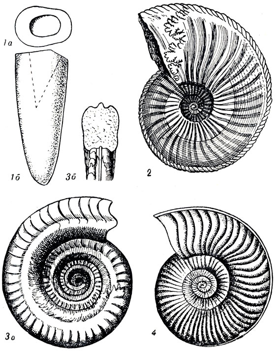   XLVI: 1. Belemnites (Nannobelus) paulovi rimh. (. ). 2. Amaliheus margaritatus Montf. (. ). 3. Hildoceras bifrons rug. (. ). 4. Harpoceras (Grammoceras) radians Rein. (. )