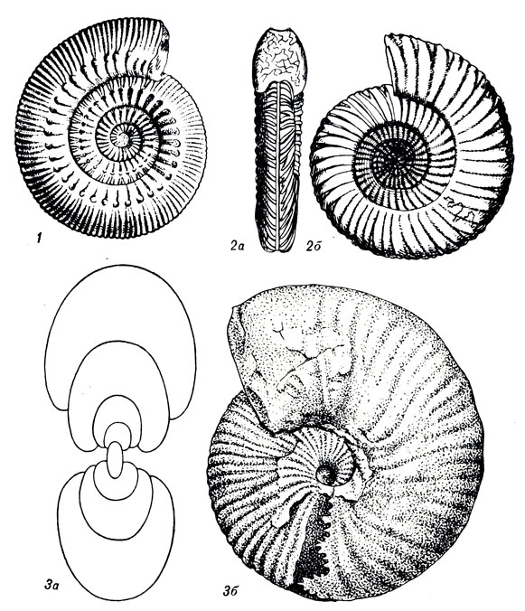   XLVIII: 1. Stephanoceras humphriesianum Sow. (). 2. Parkinsonia parkinsoni Sow. (. ). 3. Macrocephalites (Cranocephalites) pompeckji Mads. (. )