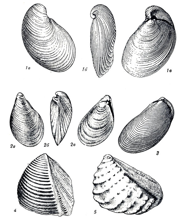     XLIX: 1.	Aucella mosquensis uch (.   .  .). 2. Aucella russiensis vl. (.  .). 3. Aucella bronni Ruill. (  ). 4. Trigonia costata Sow. (  ). 5. Trigonia (Myophorella) clavellata Park. (. )