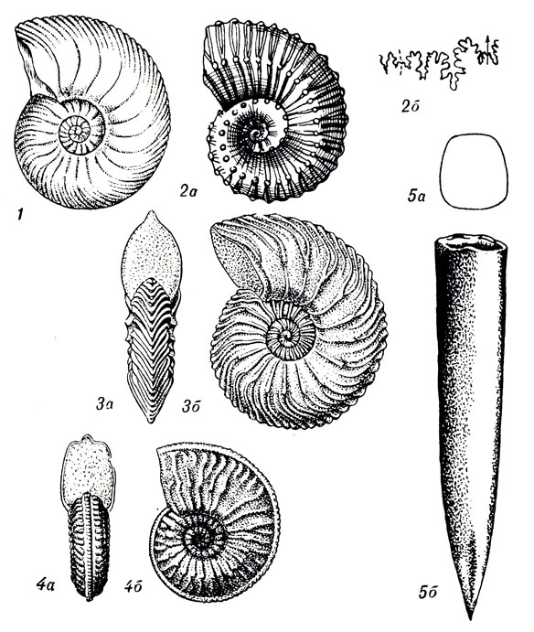 	LI: 1. Quenstedticeras lamberti Sow. (. ). 2. Kosmoceras ornatum Shlth. (. ). 3. Cardioceras cordatum Sow. (. ). 4. Cardioceras (Amoeboceras) alternans uh (. ). 5. Belemnites (Pachyteuthis) panderianus Orb. (.  - . )